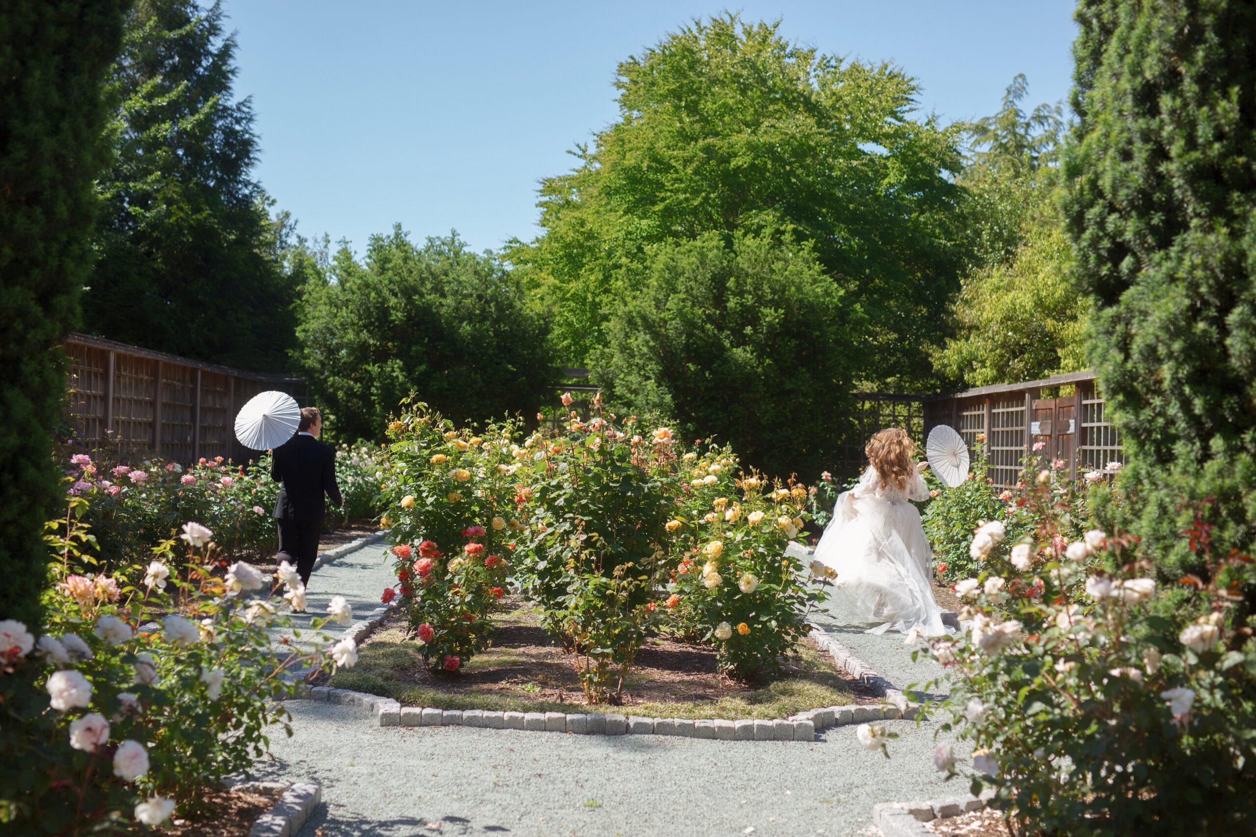 Bride and groom walking through a blooming rose garden with white parasols under the summer sun.