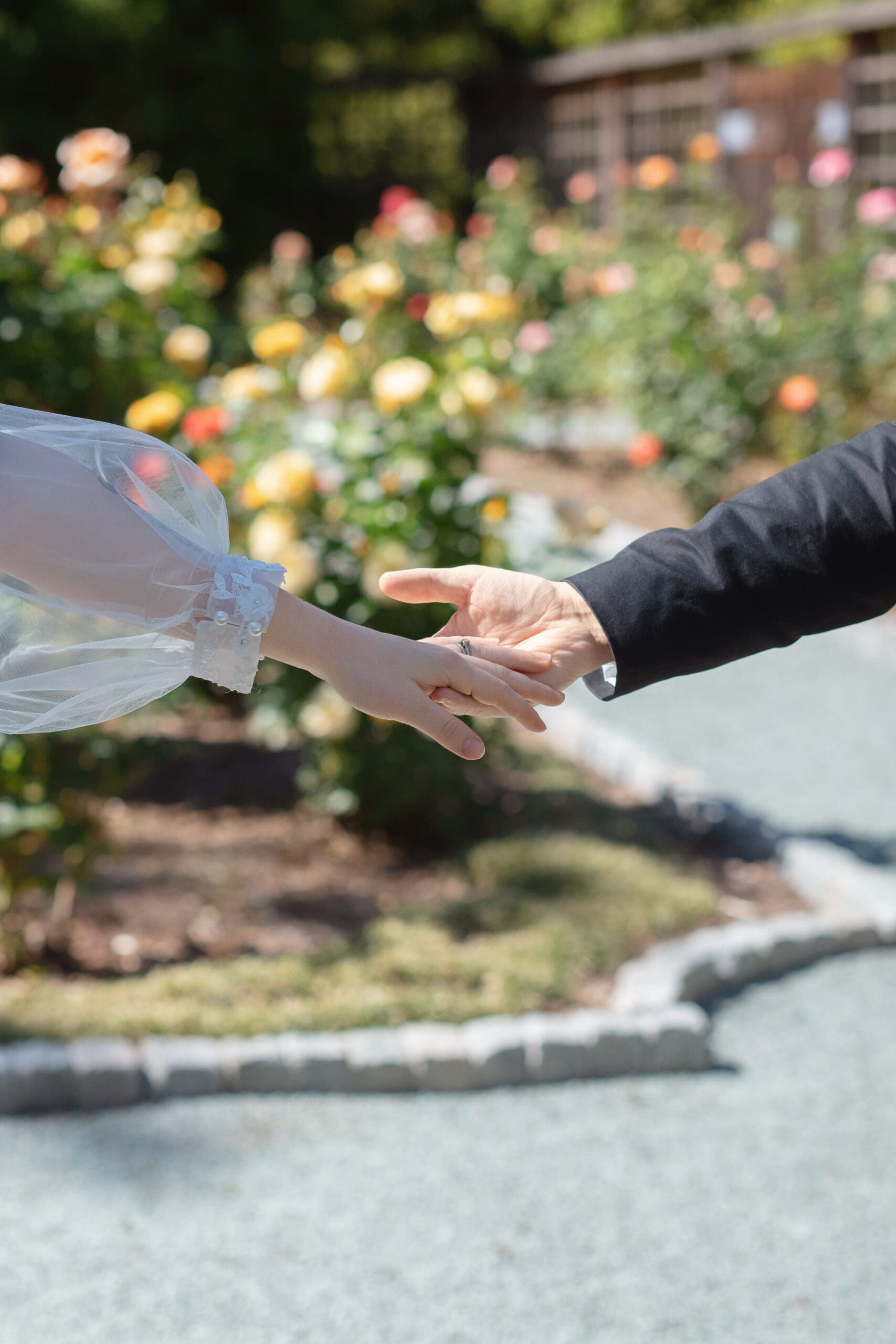 Romantic close-up of couple’s hands reaching through the rose garden.

