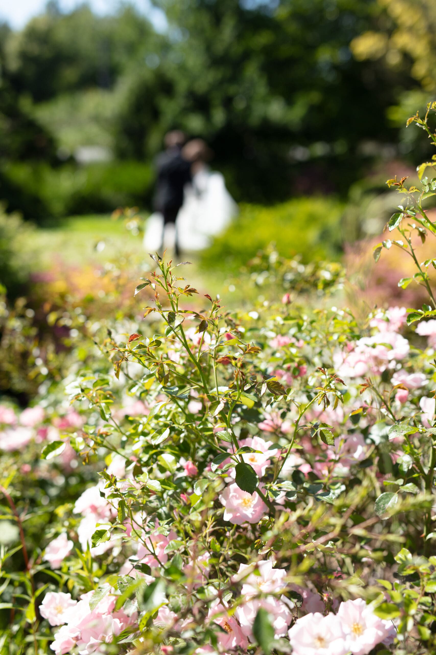 Bride and groom walking in the distance of the garden found at Briarwood Estate with pink roses in front of them