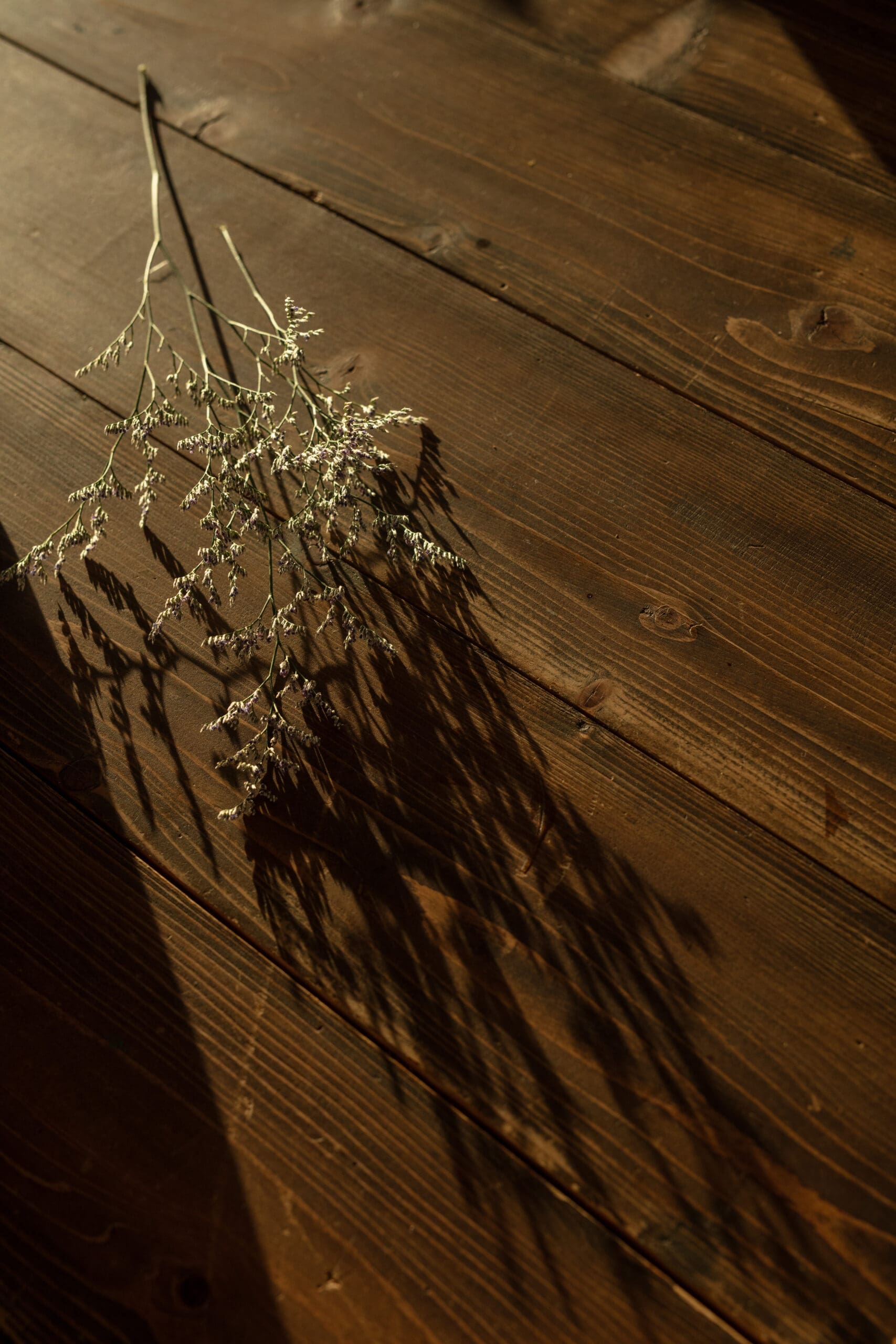 A single delicate dried flower branch rests on a rustic wooden floor, casting long shadows in the warm, golden sunlight.

