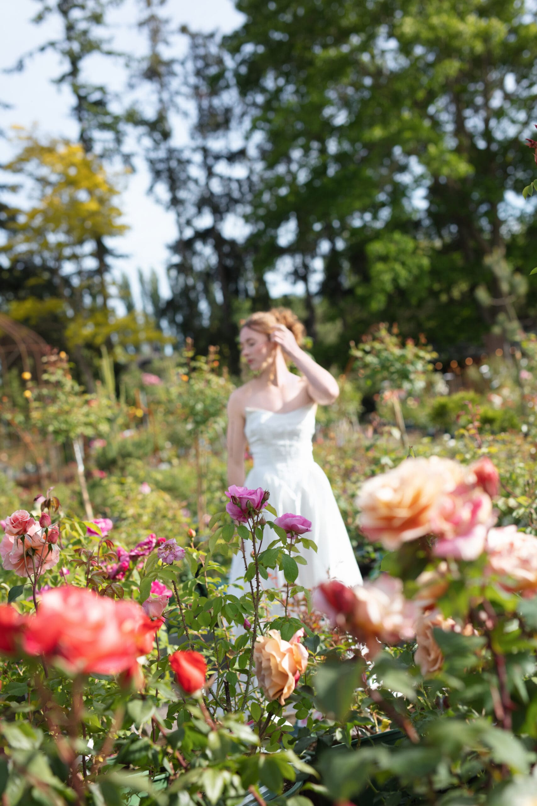 Christianson's Nursery wedding bride strolls through vibrant roses in full bloom.