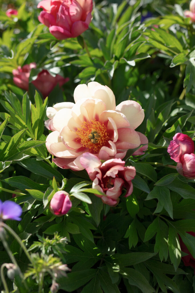 Close-up of blooming peony in the gardens during a Christianson’s Nursery wedding, showcasing the venue’s florals.