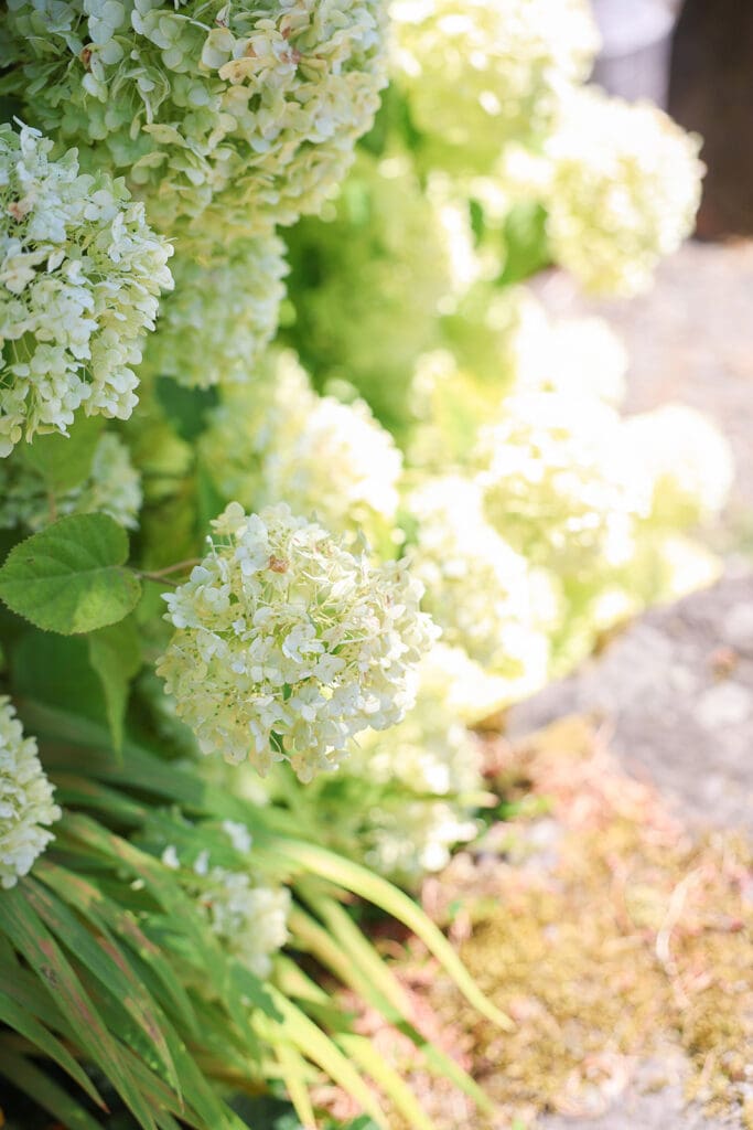 Creamy white hydrangea blooms catch the sunlight in a quiet corner of the garden, adding softness and seasonal charm to the wedding setting.