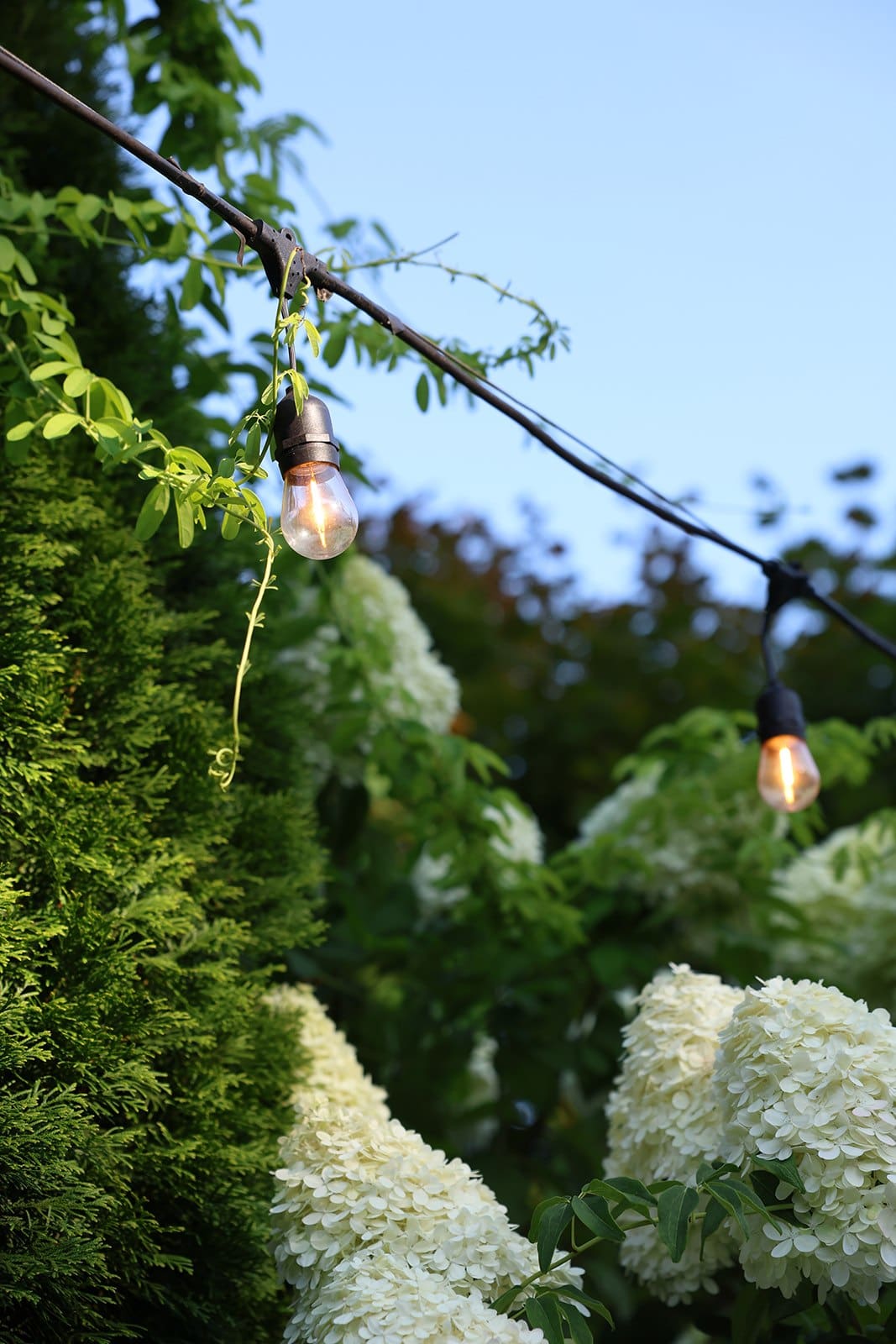 Evening detail at Cape Horn Estate featuring hanging string lights over blooming hydrangeas in the garden.
